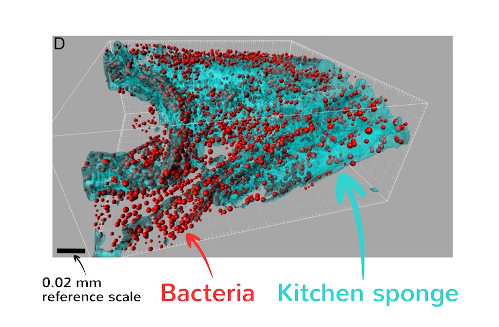 3D model of bateria in kitchen sponge. The figure is adapted from the paper:Microbiome analysis and confocal microscopy of used kitchen sponges reveal massive colonization by Acinetobacter, Moraxella and Chryseobacterium species.
